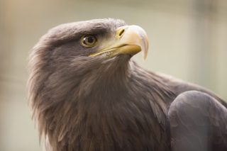 Águia Puxa Qual Bicho: Guia Completo das Puxadas