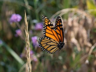 Borboleta Puxa Qual Bicho? Descubra as Estratégias Vencedoras