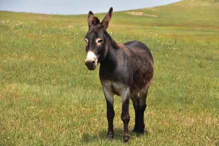 Burro Puxa Qual Bicho? Guia Completo das Puxadas