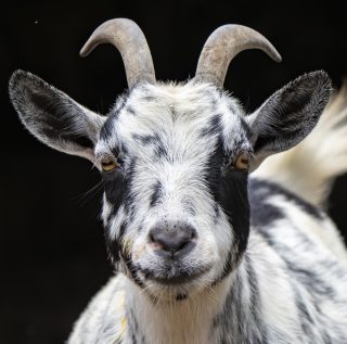 Cabra Puxa Qual Bicho no Jogo do Bicho?