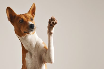 Cachorro puxa qual bicho no jogo do bicho