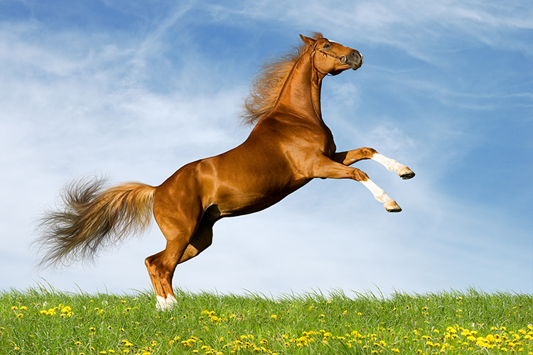 Cavalo puxa qual bicho no jogo do bicho? Descubra aqui