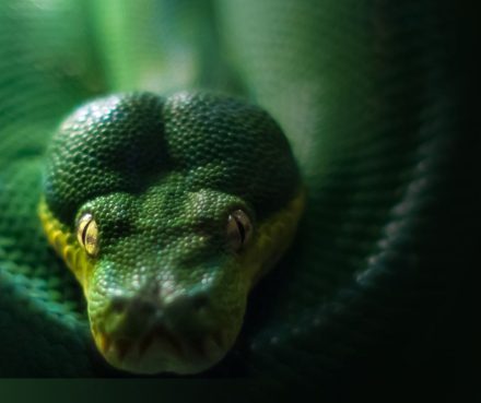 Cobra Puxa Qual Bicho no Jogo do Bicho?