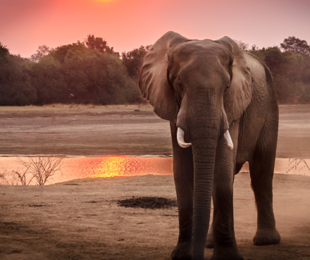 Elefante puxa qual bicho no jogo do bicho