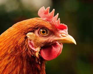 Galo Puxa Qual Bicho no Jogo do Bicho? Descubra Agora!