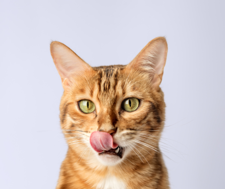 Gato puxa qual bicho? Descubra a puxada no Jogo do Bicho