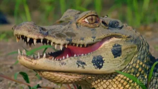 Jacaré puxa qual bicho no jogo do bicho