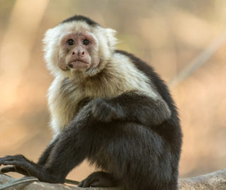 Macaco puxa qual bicho no jogo do bicho