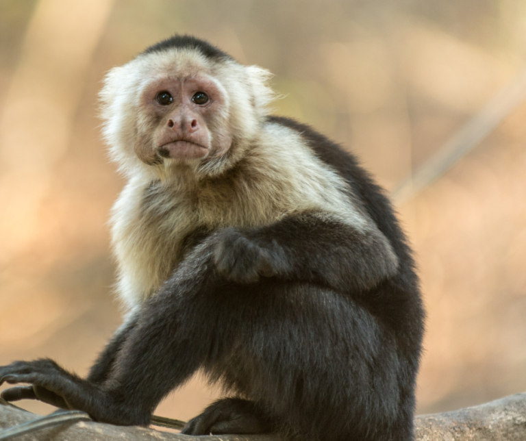 Macaco puxa qual bicho no jogo do bicho