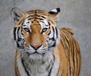 Tigre puxa qual bicho no jogo do bicho