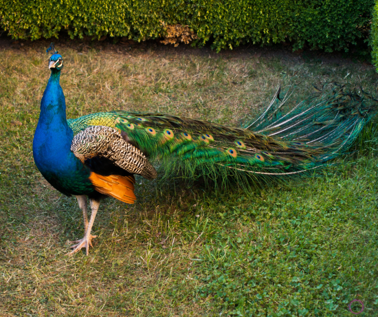 Pavão puxa qual bicho no jogo do bicho