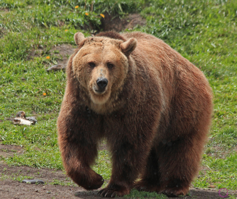 Urso Puxa Qual Bicho no Jogo do Bicho: Guia Completo
