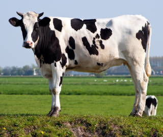 Vaca puxa qual bicho no jogo do bicho