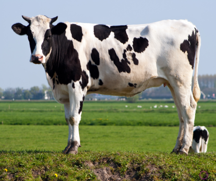 Vaca puxa qual bicho no jogo do bicho